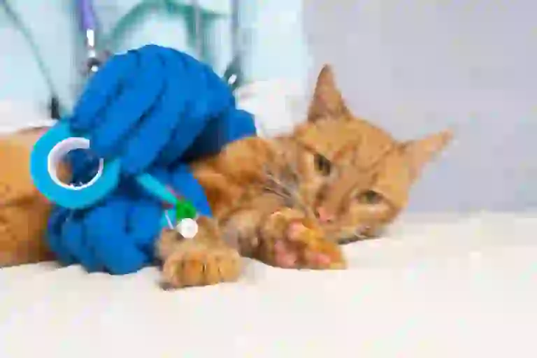 Cat receiving an iv at a veterinarian